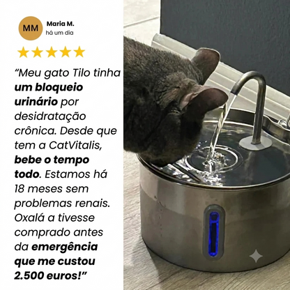 Proteja seu gato da desidratação e dos problemas urinários